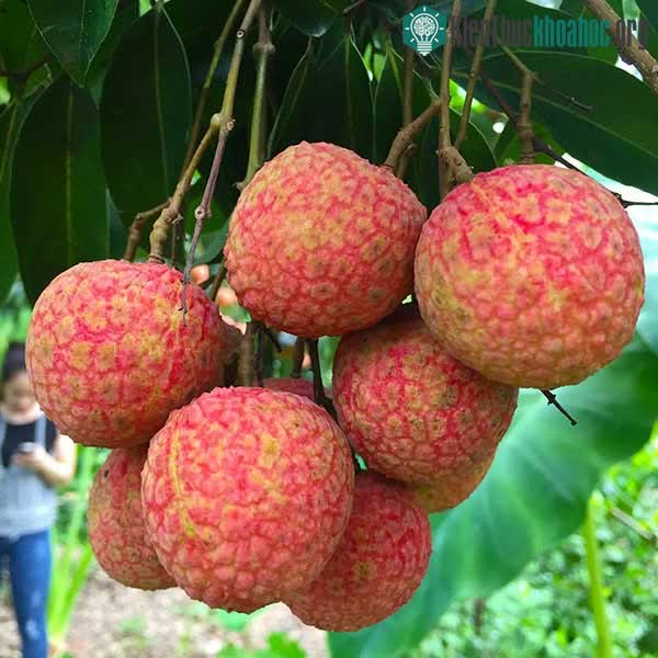 &nbsp;Ăn nhiều vải dễ gây nóng trong, nổi nhọt, rất khó chịu cho người trong thai kỳ