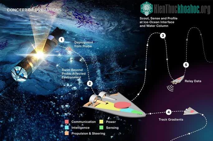 Các robot SWIM nhỏ bé