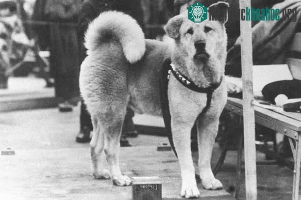 Chú chó Hachiko