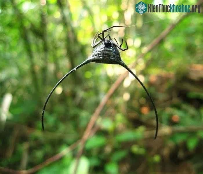 Có "bầu" nhưng không phải sản phụ, được mệnh danh là sinh vật đến từ địa ngục nhưng nó lại vô hại ảnh 10