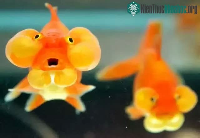Cá vàng, loài cá đáng thương nhất trên hành tinh của chúng ta ảnh 10