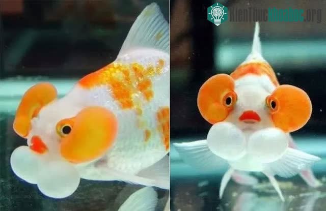Cá vàng, loài cá đáng thương nhất trên hành tinh của chúng ta ảnh 11