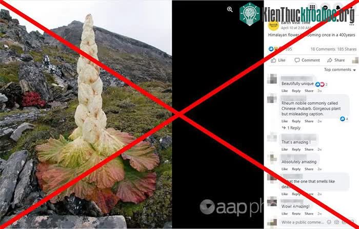 Bài đăng sai sự thật về cây Rheum nobile.