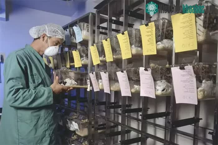 Nhà ở rất quan trọng đối với sức khỏe của chuột thí nghiệm.