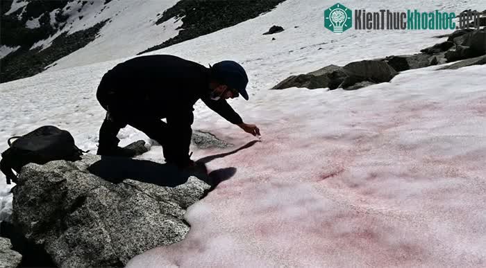 "Tuyết dưa hấu" trên dãy núi Alps