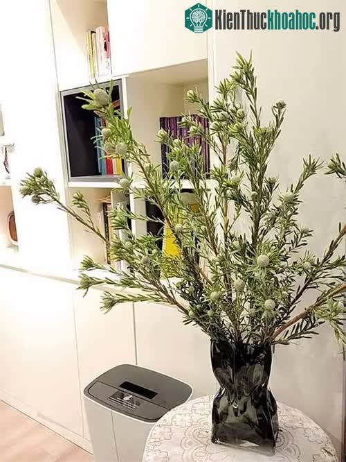 Cành thông đá lạ mắt, cắm chơi bền cả tháng, giá siêu tiết kiệm khiến chị em mê mẩn...
