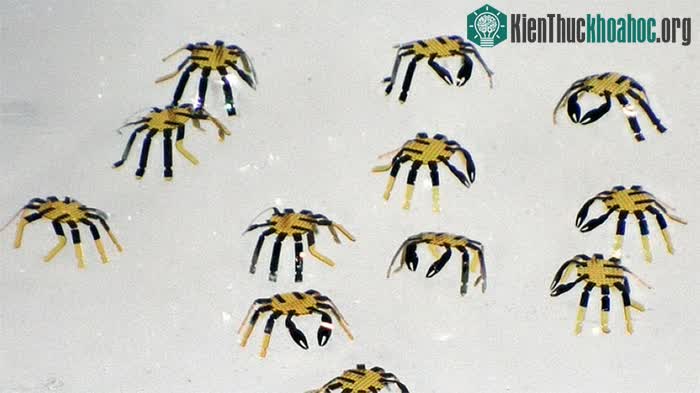 Robot lấy cảm hứng từ những cuốn sách hình nổi của trẻ em.