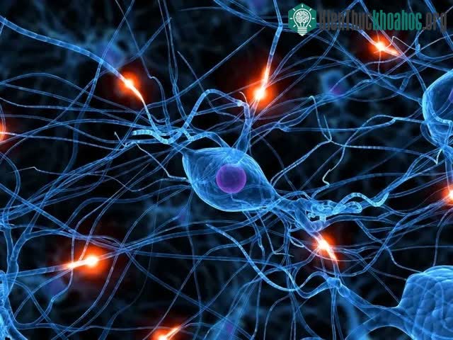 Ký ức được hình thành như thế nào? ảnh 2