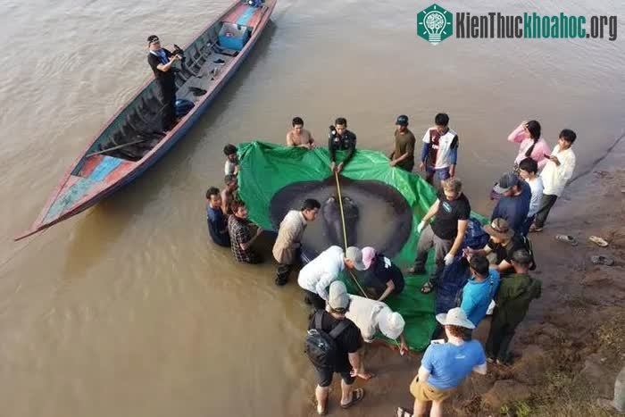 Con cá đuối được xác định là giống cái, nặng 300kg.