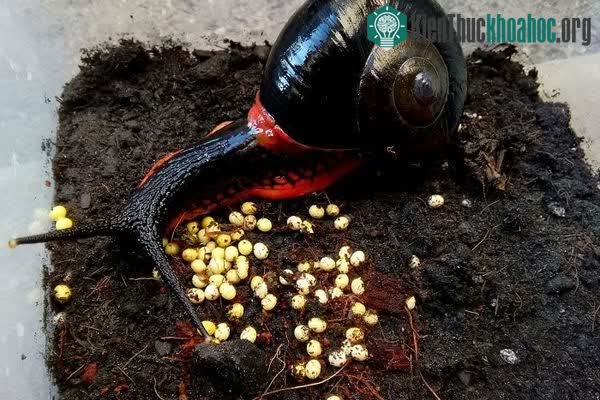 Chiêm ngưỡng loài ốc sên lửa khổng lồ chỉ tìm thấy ở bán đảo của Malaysia ảnh 2