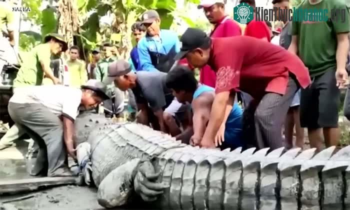 Người dân cố gắng bắt sống con vật và bàn giao cho cơ quan chức năng.