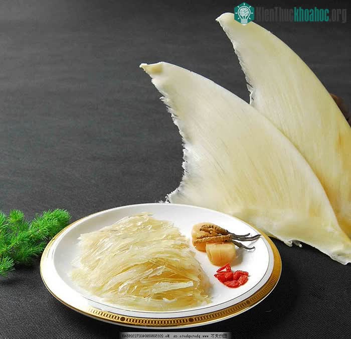 Món ăn với vây cá mập
