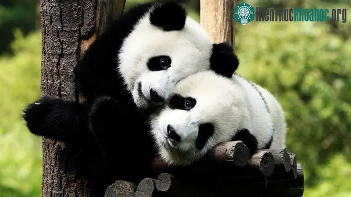 Việc kén chọn bạn đời là nguyên nhân dẫn đến hiếm muộn ở gấu trúc.