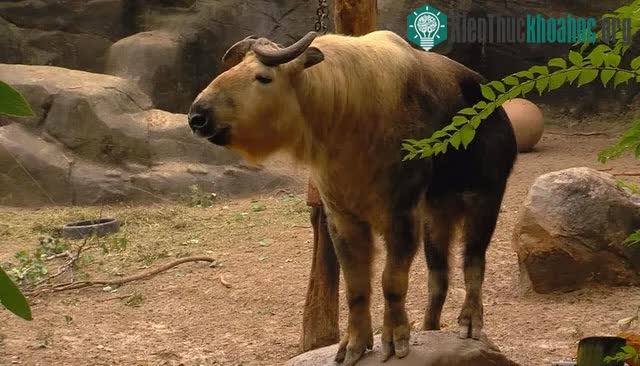 Chúng có kích thước lớn, những con đực có thể nặng tới 400kg