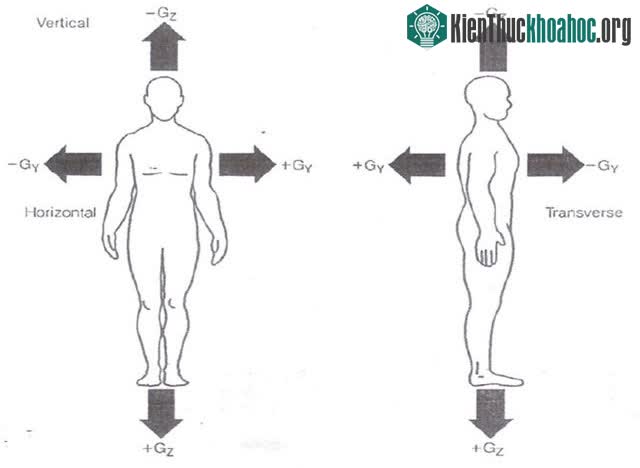 Hệ thống tuần hoàn bị ảnh hưởng đáng kể nhất bởi lực G tăng lên trong quá trình bay.