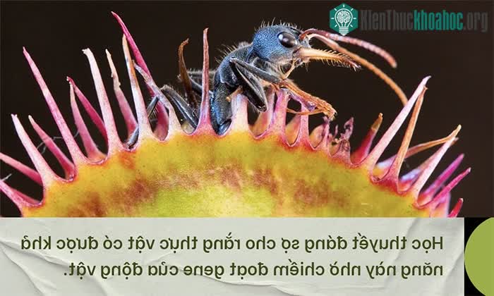 Phát hiện chấn động về chặng đường tiến hóa biến thực vật thành cây ăn thịt ảnh 3