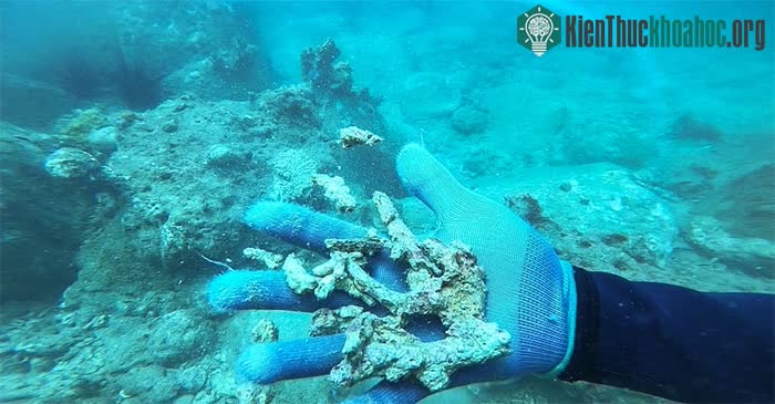 Có thể 50-60 năm nữa chưa chắc phục hồi được như trước