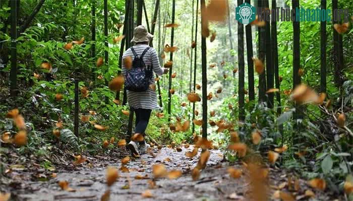 Thiên đường bươm bướm tại thung lũng sông Hồng thuộc tỉnh Vân Nam, Trung Quốc.