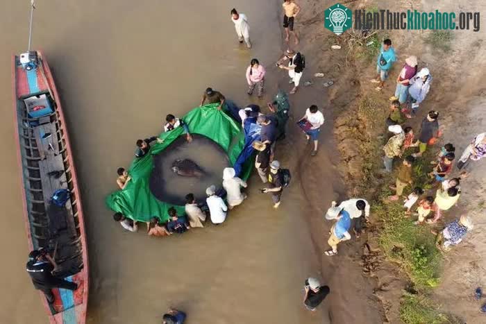 Cá đuối nước ngọt khổng lồ là một trong những loài cá hiếm, kích thước lớn nhất tại Đông Nam Á.