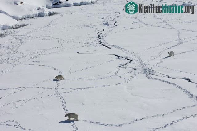 Ba con gấu Bắc Cực trưởng thành ở Greenland tháng 4/2015.