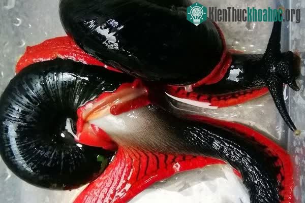 Ốc sên lửa khổng lồ ưa thích môi trường ẩm ướt và chế độ ăn giàu canxi