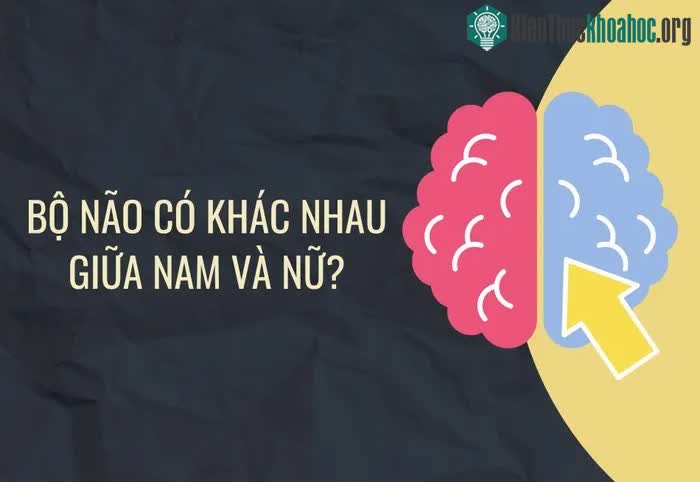 Những thắc mắc thường gặp về não bộ ảnh 3