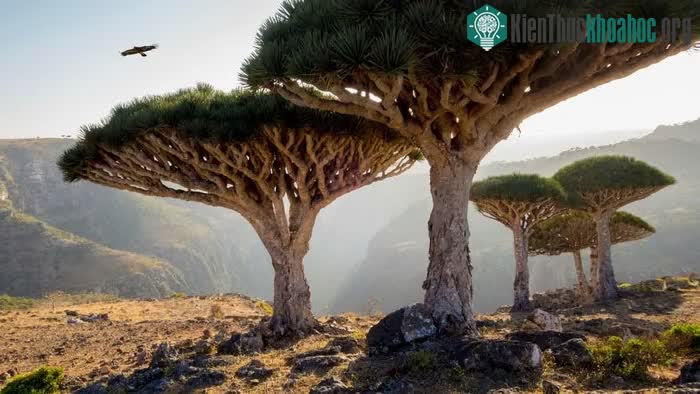 Đảo Socotra