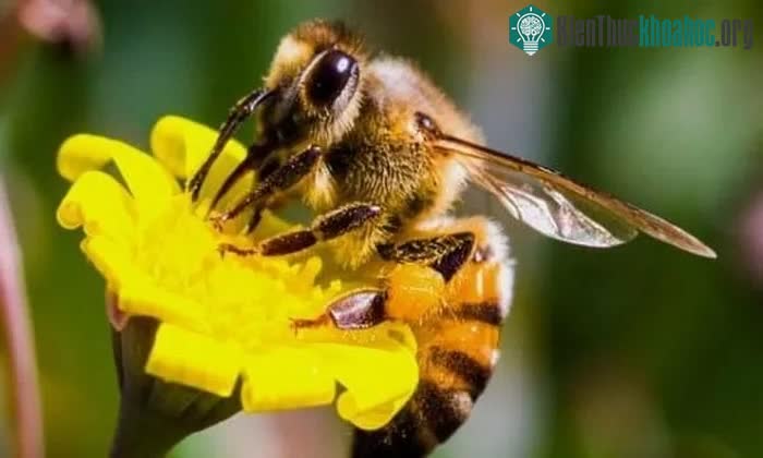 Trong thế giới loài ong, toàn bộ ong thợ thuộc giống cái.