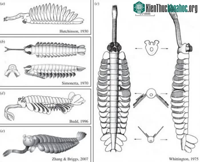 Opabinia