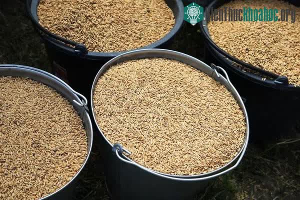 Nông dân Nga dùng máy bay không người lái để trồng lúa ảnh 4