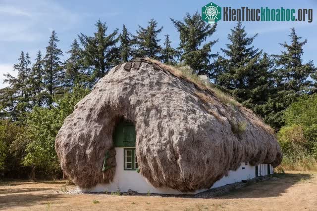 Mái nhà rong biển thiện đáng kể khả năng đối phó với bão và mùa đông lạnh giá