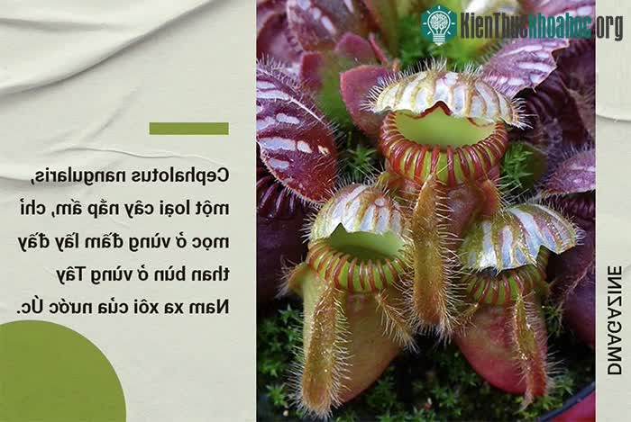 Phát hiện chấn động về chặng đường tiến hóa biến thực vật thành cây ăn thịt ảnh 4