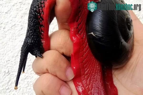 Loài ốc sên lửa có kích thước lớn hơn so với cùng loài