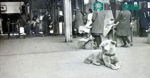 Chú chó Hachiko kiên trì chờ đợi người chủ đã khuất ở ga Shibuya, Tokyo