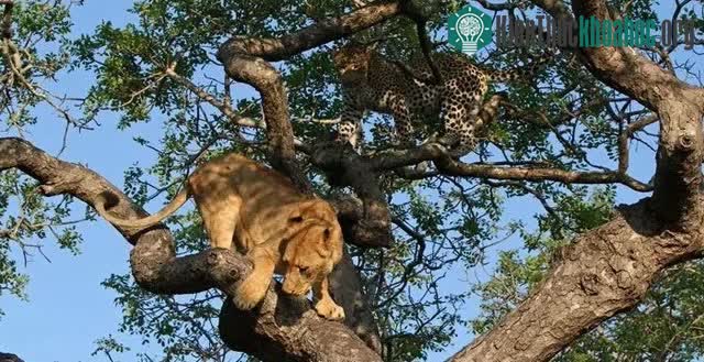 Báo hoa mai có thể trèo lên những nơi cao hơn so với loài sư tử.