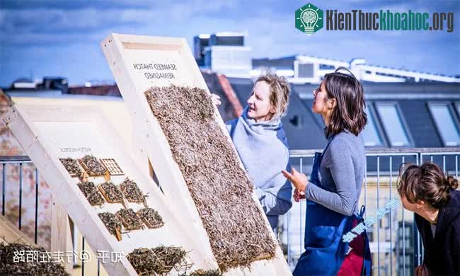 Vật liệu tự nhiên siêu bền, nếu trải lên mái nhà, nó sẽ không bị mục nát trong suốt 300 năm ảnh 5