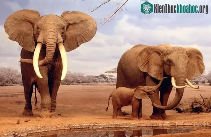 Voi rất kỹ tính khi chọn bạn đời.