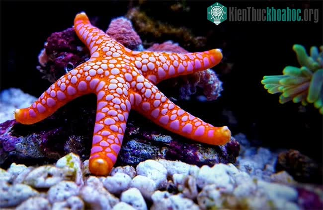 Trong chuỗi thức ăn ở biển, sao biển cũng đóng vai trò quan trọng