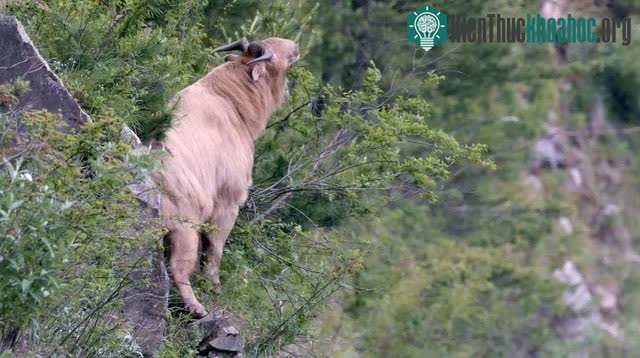 Giống như dê, chúng không kén ăn