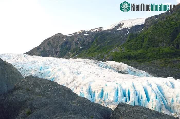 Giun băng nhỏ bé sống bên trong sông băng ở Alaska