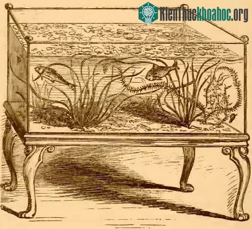 Cá vàng được mệnh danh là "thánh cá của phương Đông".