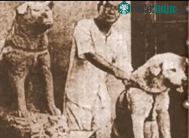 Hachiko có cơ hội được dự lễ khánh thành bức tượng của chính mình