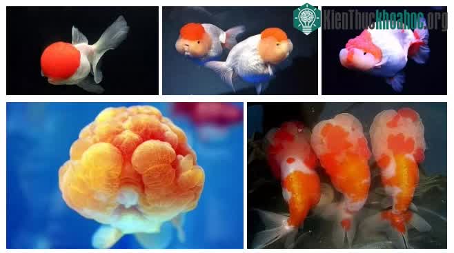Các dạng u đầu khác nhau, về bản chất là lớp tế bào biểu bì mỏng