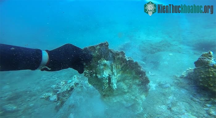 Khu vực này trước đây có hệ sinh thái san hô tuyệt đẹp.