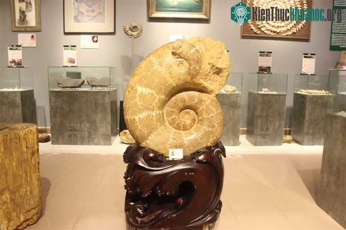 Mẫu hóa thạch cúc đá khổng lồ (174-164 triệu năm) được trưng bày tại triển lãm.