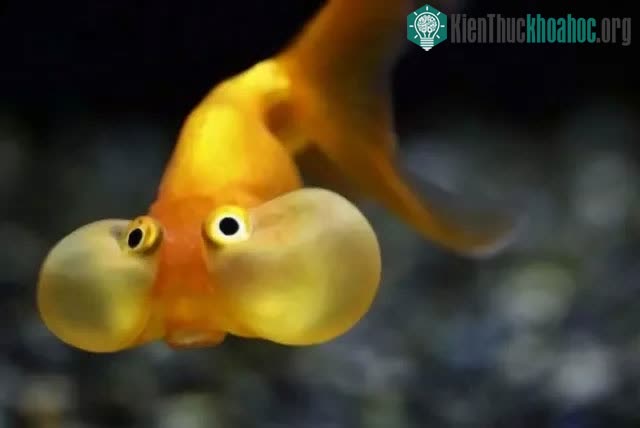 Cá vàng, loài cá đáng thương nhất trên hành tinh của chúng ta ảnh 8