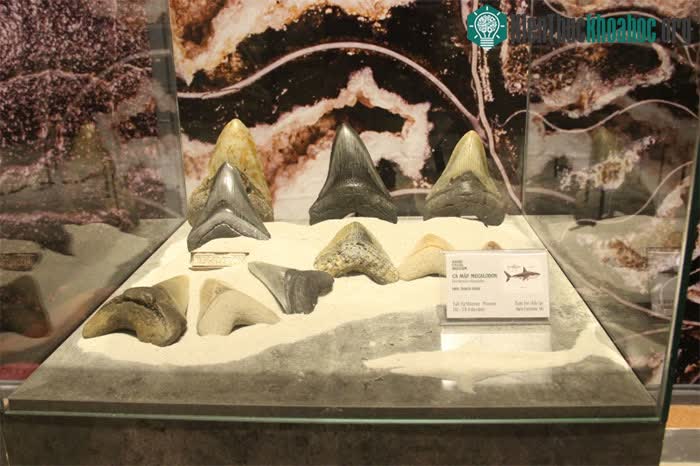 Hóa thạch răng cá mập Megalodon được tìm thấy tại Mỹ.