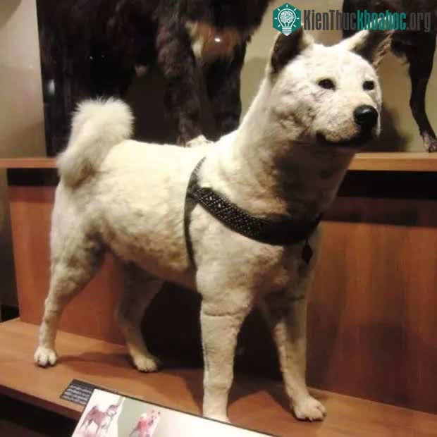 Bộ lông của Hachiko tại bảo tàng