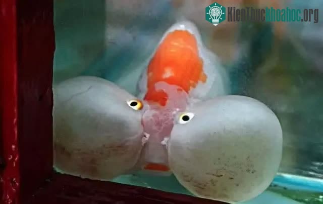 Cá vàng, loài cá đáng thương nhất trên hành tinh của chúng ta ảnh 9