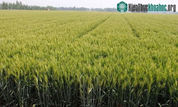 Luyuan 502 là giống lúa mỳ trồng nhiều thứ hai ở Trung Quốc.